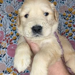 Perch (purple) - Golden female Golden Retriever puppy in Argyle, Texas from Skarlotte Goldens, LLC