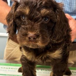 Blue Boy - Chocolate male Cavapoo puppy in Travelers Rest, South Carolina from Bailey Mountain Doodles