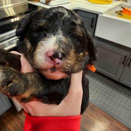Glacier - Phantom male Bernedoodle puppy in Forest, Ohio from Mini Doodle Buddies