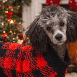 Poodles from Fido Dei Poodles