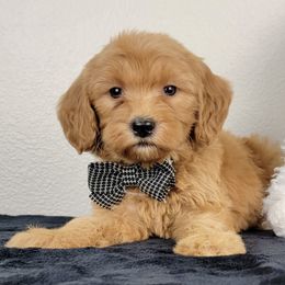 Nutmeg - Apricot female Goldendoodle puppy in Temecula, California from Oodles O'Doodles
