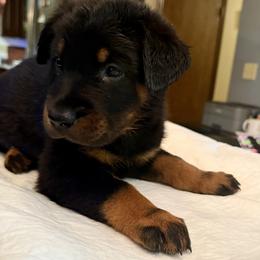 Brown Collar - Black and tan male Beauceron puppy in Sterling, Illinois from Beaucerons of Tempete De Hope