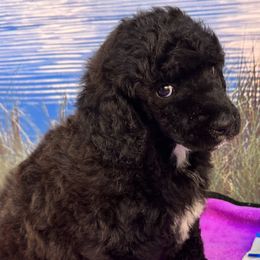 Andi - Blue Poodle puppy in Urbana, Missouri from Shellie’s Poodle Patch