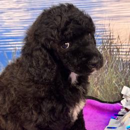 Andi - Blue Poodle puppy in Urbana, Missouri from Shellie’s Poodle Patch