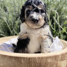 Bernedoodle, Goldendoodle, and Poodle Puppies from Central Valley Canine Companions