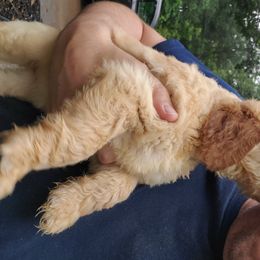 Goldendoodle Puppies from Soule Buddies
