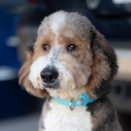 Ketti - Bernedoodle