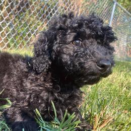 Perrine - Black female Goldendoodle puppy in Bentonville, Arkansas from Bentonville Doodles