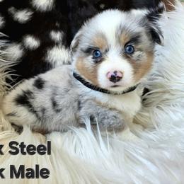 Black collar - Blue male Pembroke Welsh Corgi puppy in Wayne City, Illinois from Lash Livestock & Corgis