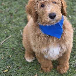 Sky - Apricot male Goldendoodle puppy in Jourdanton, Texas from More Doodles to Love (Formerly Bridges to Love)