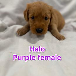 Girl 2 - Golden female Golden Retriever puppy in Salt Lake City, Utah from Soaring golden retrievers
