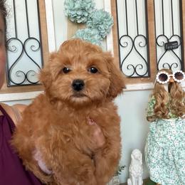 Male- Red Collar - Red male Maltipoo puppy in Southern,, California from Maltipoo Tiny Pups & More