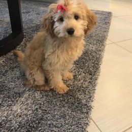Goldendoodle Puppies from High Country Mini Goldendoodles