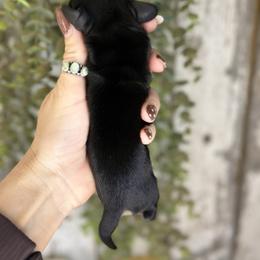 Dom - Black and cream male Dachshund puppy in California from Ranch Hand Weenies