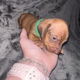 Green boy - Red male Dachshund puppy in Campbell, Texas from Blooming Grace Homestead