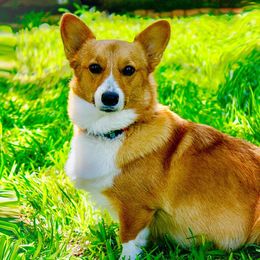 Corri - Pembroke Welsh Corgi