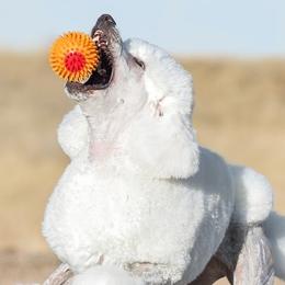 Poodles from Sage Valley