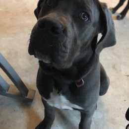 Cane Corso Puppies from Relic Cane Corso