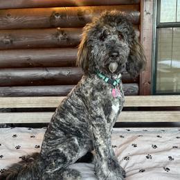 Nellie - Bernedoodle