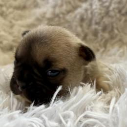 Boy 4 - male French Bulldog puppy in Greeley, Colorado from Mandy Moon French bulldogs