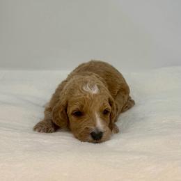 Lime - Apricot female Goldendoodle puppy in Kenansville, North Carolina from J+A Family Doodles
