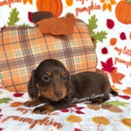 Kelly - Chocolate female Dachshund puppy in Girard, Illinois from Bryant's Babies