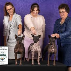 American Hairless Terriers and Pembroke Welsh Corgis from Flipside