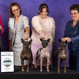 American Hairless Terriers and Pembroke Welsh Corgis from Flipside