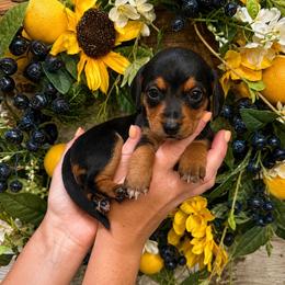 Raspberry - Black and tan female Dachshund puppy in Waco, Georgia from Huff Family Doxies & Doodles