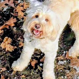 Cider - Goldendoodle