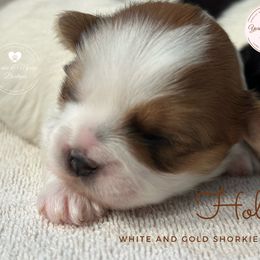 Morkie, Shorkie, and Yorkshire Terrier Puppies from Yorkie and Morkie Boutique