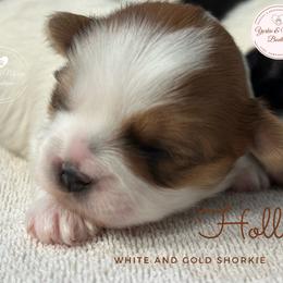 Morkie, Shorkie, and Yorkshire Terrier Puppies from Yorkie and Morkie Boutique