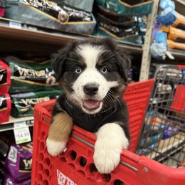 Champ - Black tri-color male Australian Shepherd puppy in Hartville, Missouri from Stamper K9’s