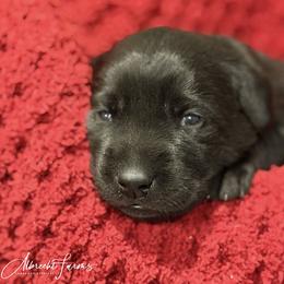Purple Girl - Black female Labrador Retriever puppy in Colorado from Albrecht Farms Labrador Retrievers