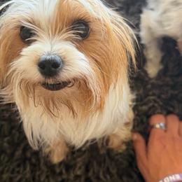 Minnie - Yorkshire Terrier
