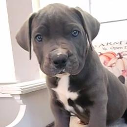 Blue Bell- Pink & Blue collar - Boerboel puppy in Royse City, Texas from Leontix Boerboels