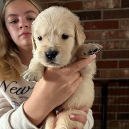 Peter (Royal Blue) - Light golden male Golden Retriever puppy in Jacksonville, Florida from River City Golden Retrievers