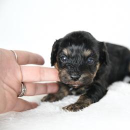 Girl 1 - Black and tan female Cavapoo puppy in Lawton, Oklahoma from Lindsey’s Cavies