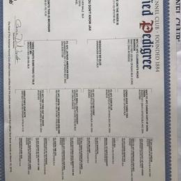 Raven - Labrador Retriever