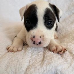 Dopey - Seal brown male American Pit Bull Terrier puppy in Frederick, Maryland from •Wyngate Pits•