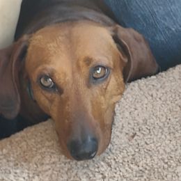 Charlie - Dachshund