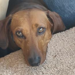 Charlie - Dachshund