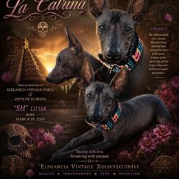 Bitty(Cat) - Xoloitzcuintli