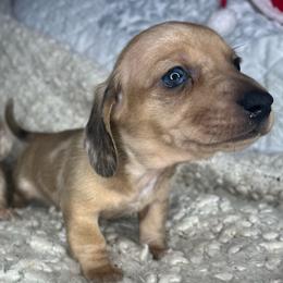 Gucci - Dapple male Dachshund puppy in Tulare, California from Dreamy Creamies