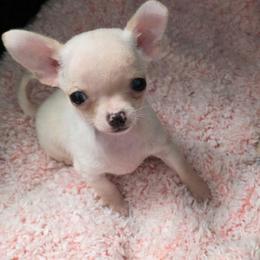 Boy 2 - Cream and white male Chihuahua puppy in Monterey County, California from Dei’s Chihuahuas