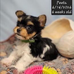Peeta - Black tan and white male Biewer Terrier puppy in Conetoe, North Carolina from Southern Belle's Biewer Terriers & Papillons