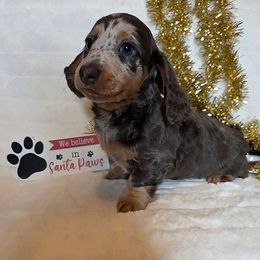 Bruno - Dapple male Dachshund puppy in Woodburn, Iowa from Rolling S Ranch Doxies
