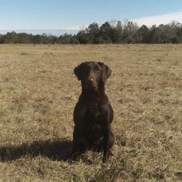 Labrador Retrievers from Larke Lab Kennels