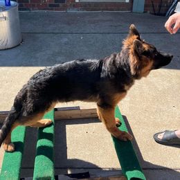 Vlad - German Shepherd