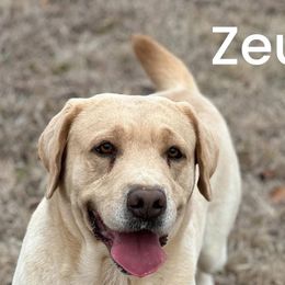 Zeus - Dilute Retriever